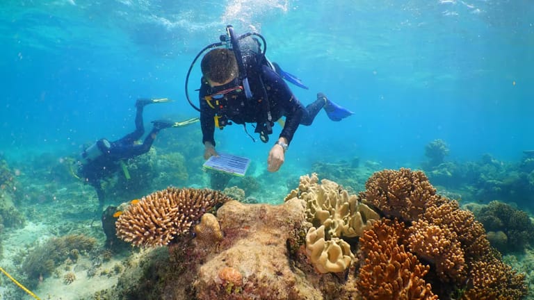 2 divers surveying corals holding a clipboard.