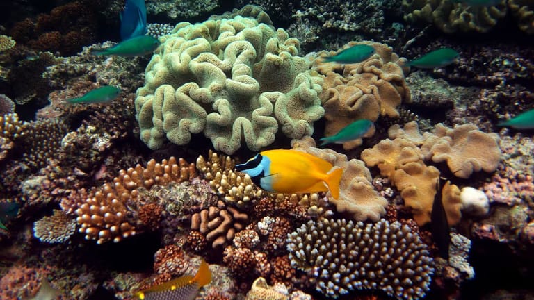 A yellow fish with a blue and black head swims in front a variety of different coloured and shaped corals.