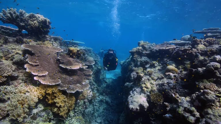 Diver swimming in a gap between two walls of corals