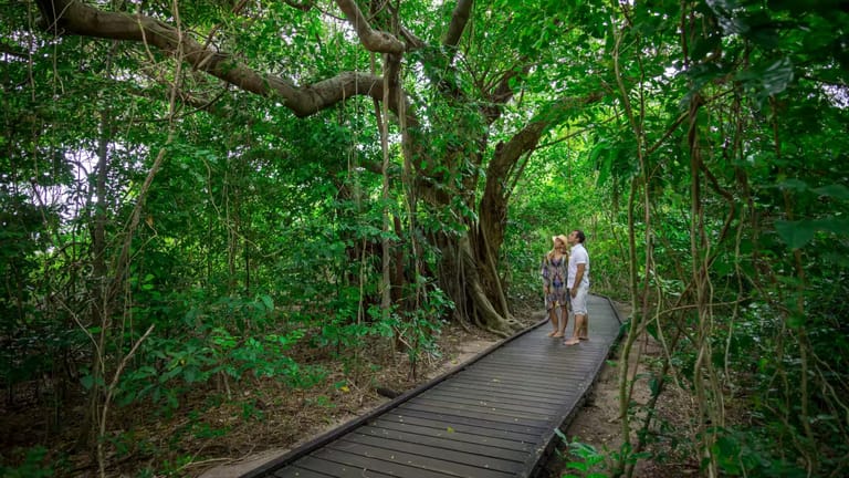 Couple standing on a boardwalk in the rainforest looking up at something in a tree.