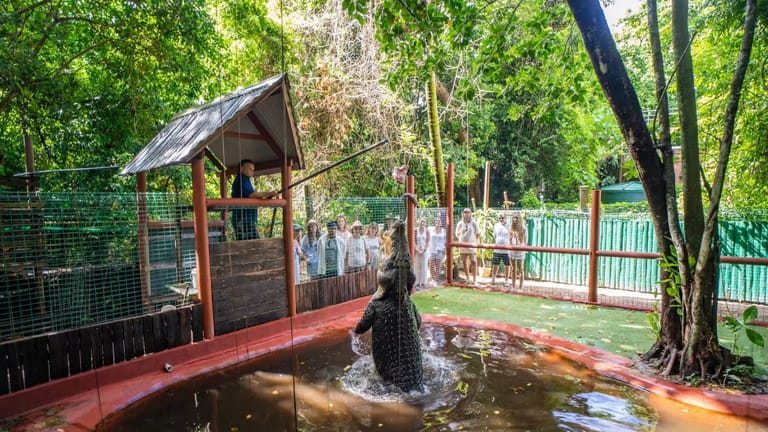 Crocodile jumping out of the water to grab food as part of a show.